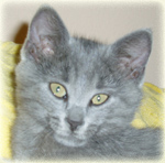 Korisnikov avatar